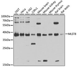 GBL Rabbit anti-Human, Mouse, Rat, Polyclonal, Novus Biologicals 100 &mu;g;